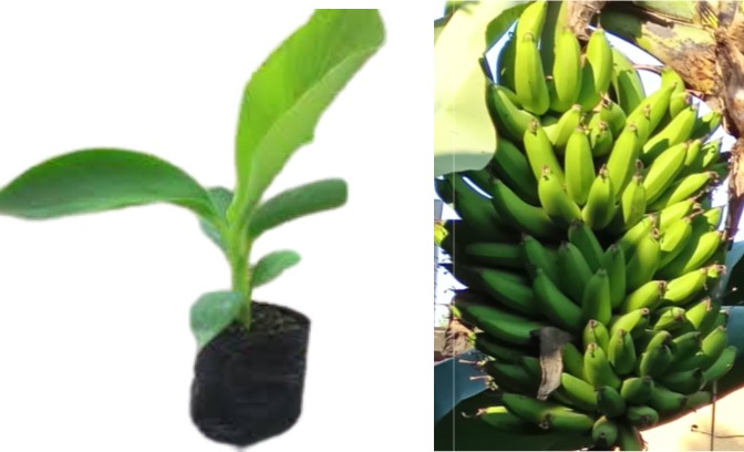 Mpologoma-Banana T.C Plantlet