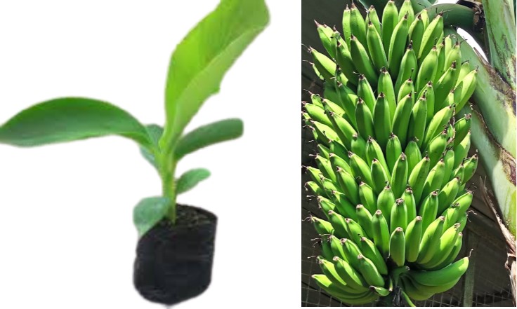 Nakatansese - Banana T.C Plantlet 