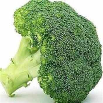 Premier F1 – Broccoli Early maturing hybrid with good keeping quality 