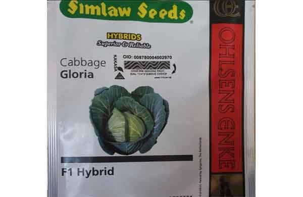 Gloria F1 Hybrid - Cabbage