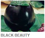 Black Beauty - Eggplant