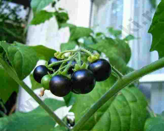 Munagu/ Nsugga – Black nightshade, an indigenous highly nutritious leafy vegetable 