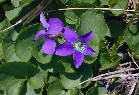 Illinois State Flower