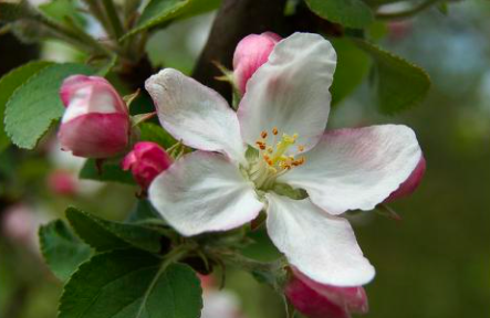 Michigan State Flower