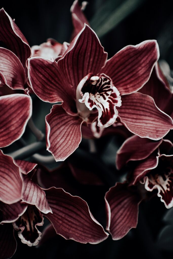 Orchid Chicago Neighborhoods