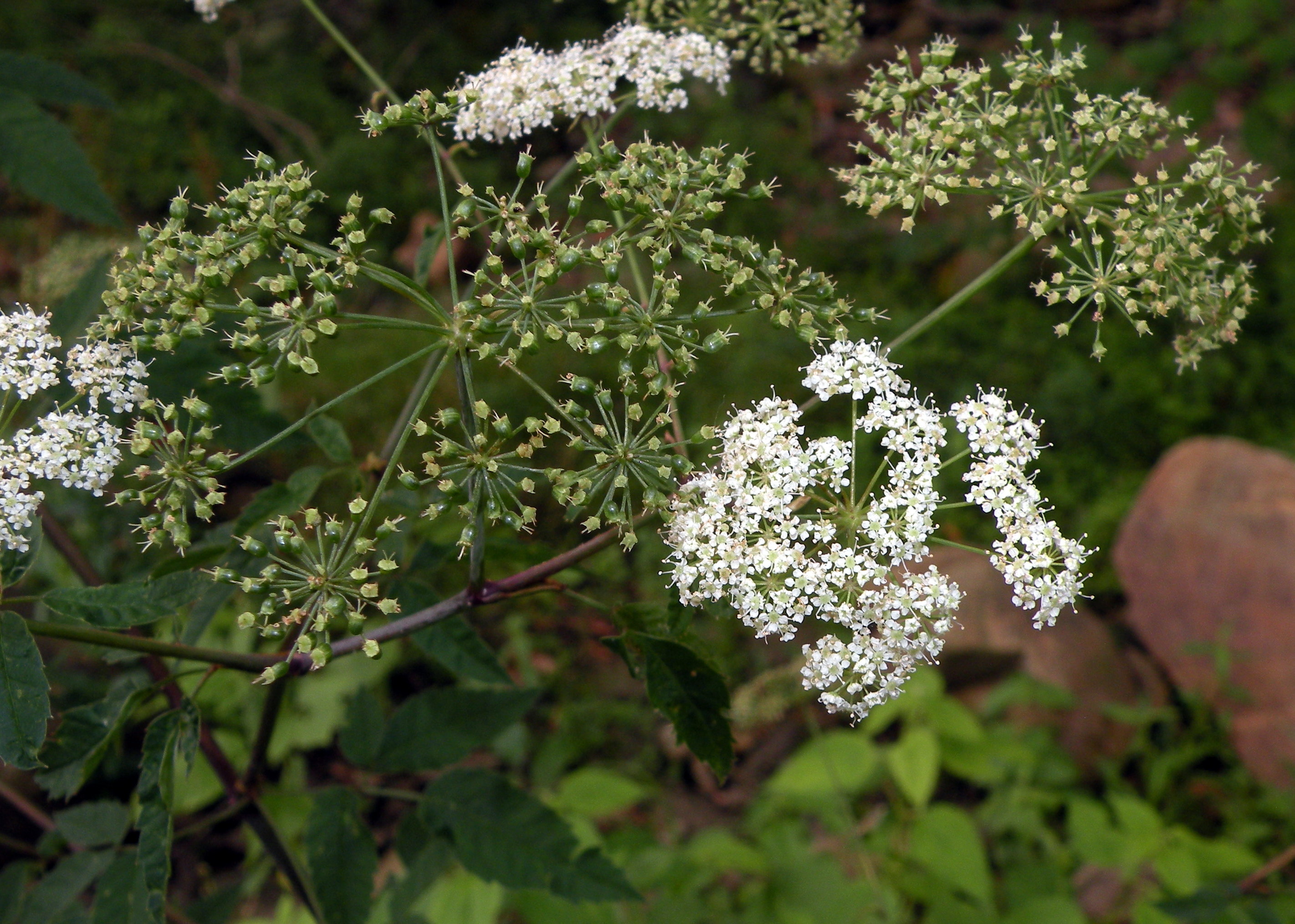 Cicuta maculata (spotted water-hemlock), Lincoln, RI