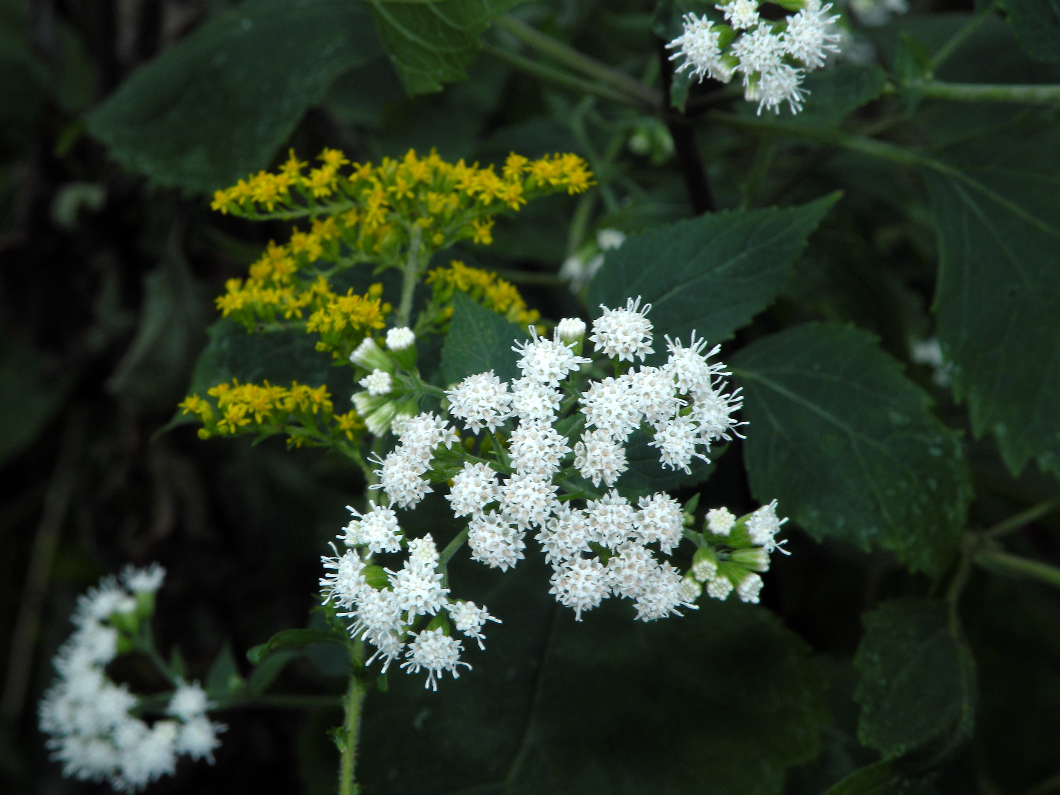 Ageratina altissima (white snakeroot), North Haven, CT