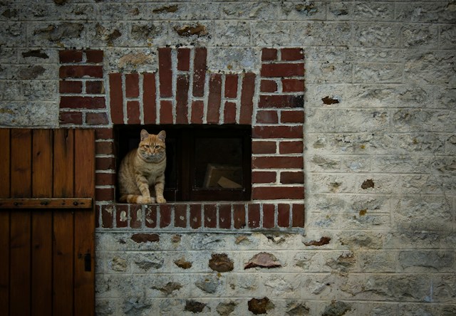 orange cat standing on an old window