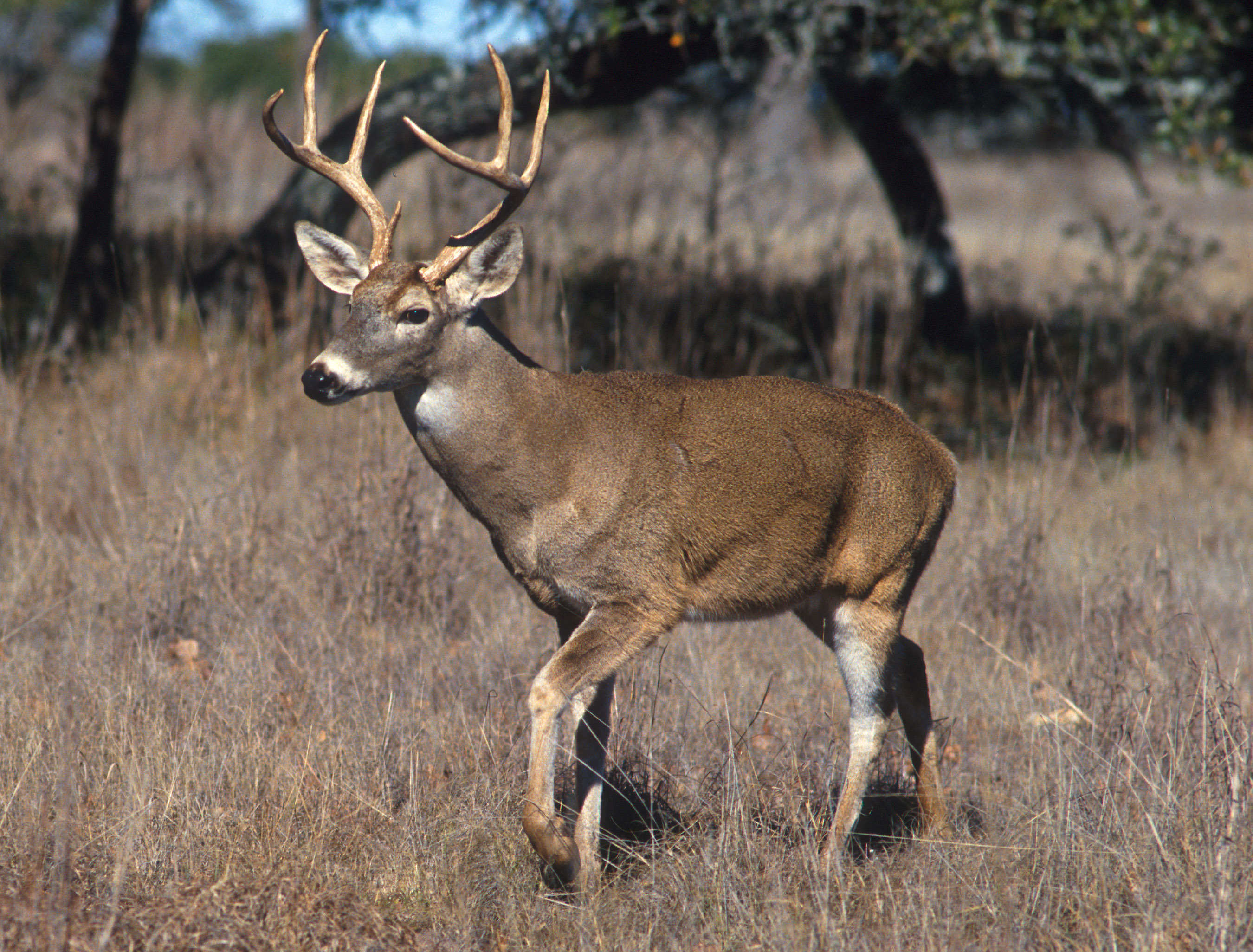 A white-tailed deer