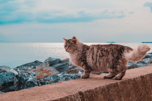 Cat by the sea