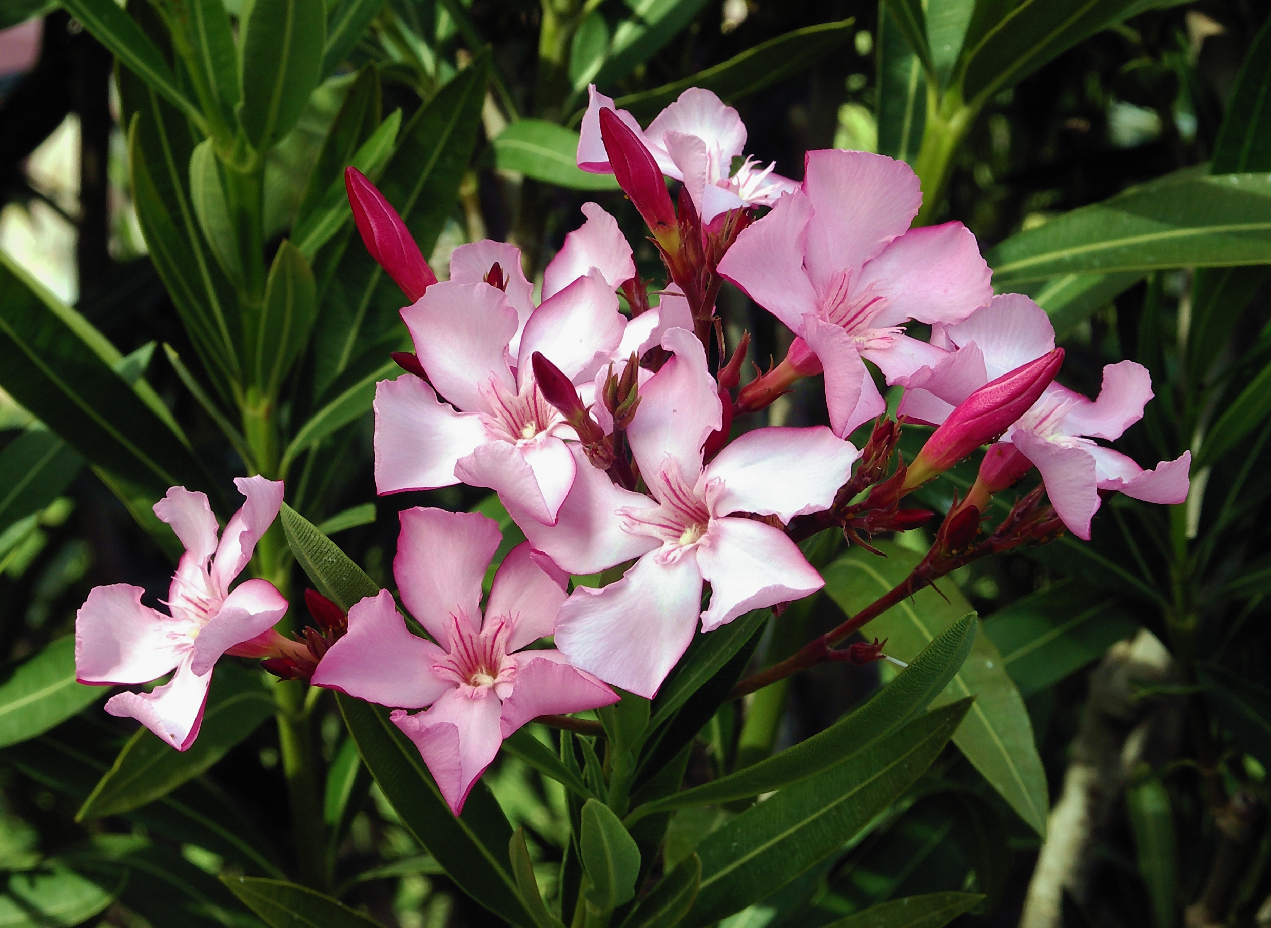 Flowers and leaves of Nerium oleander