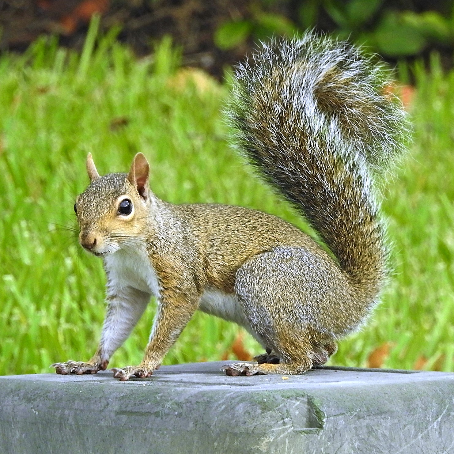 A curious Eastern Gray Squirrel residing near a residential area in Orlando, Florida