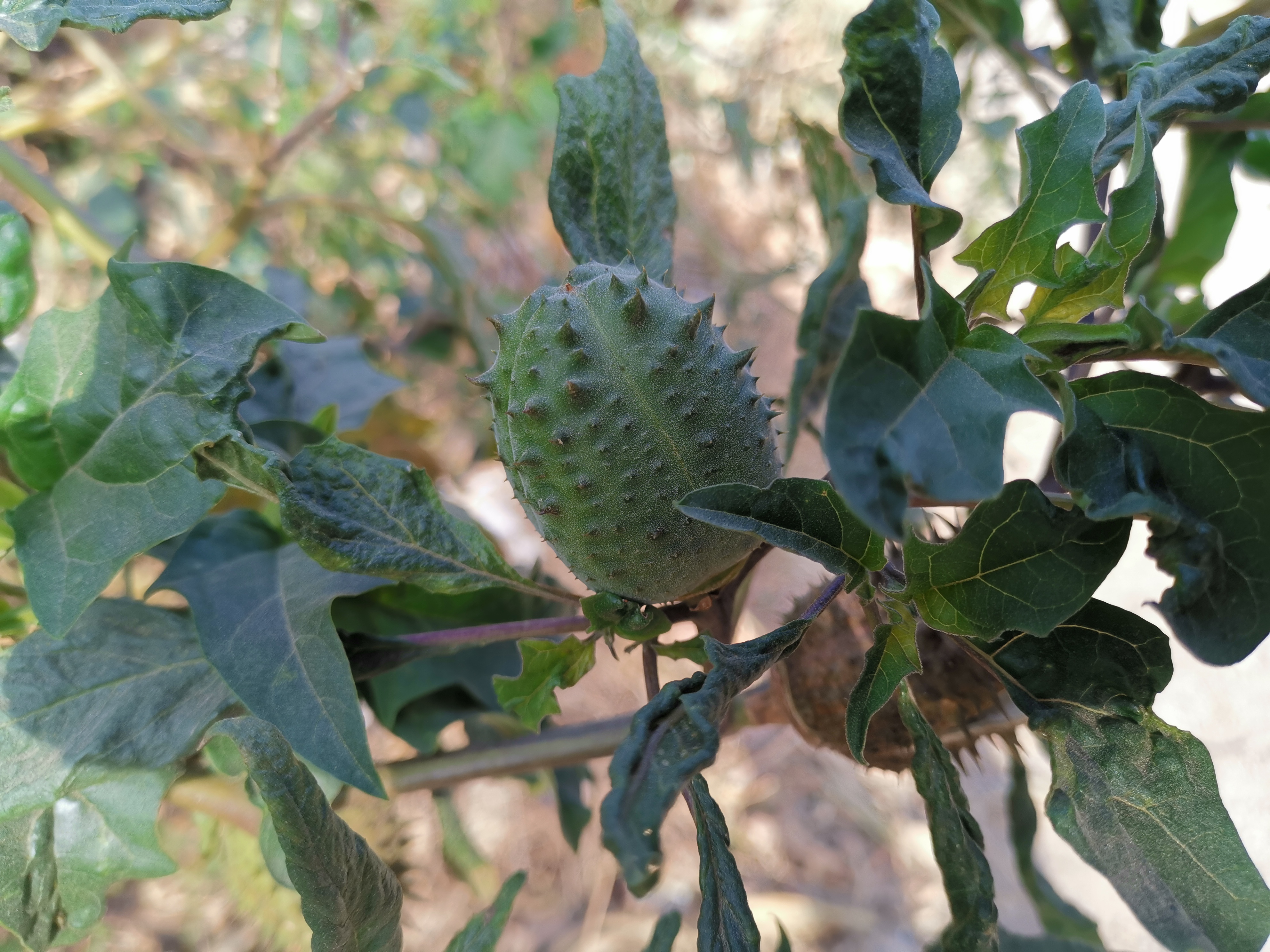 Datura stramonium mature fruit