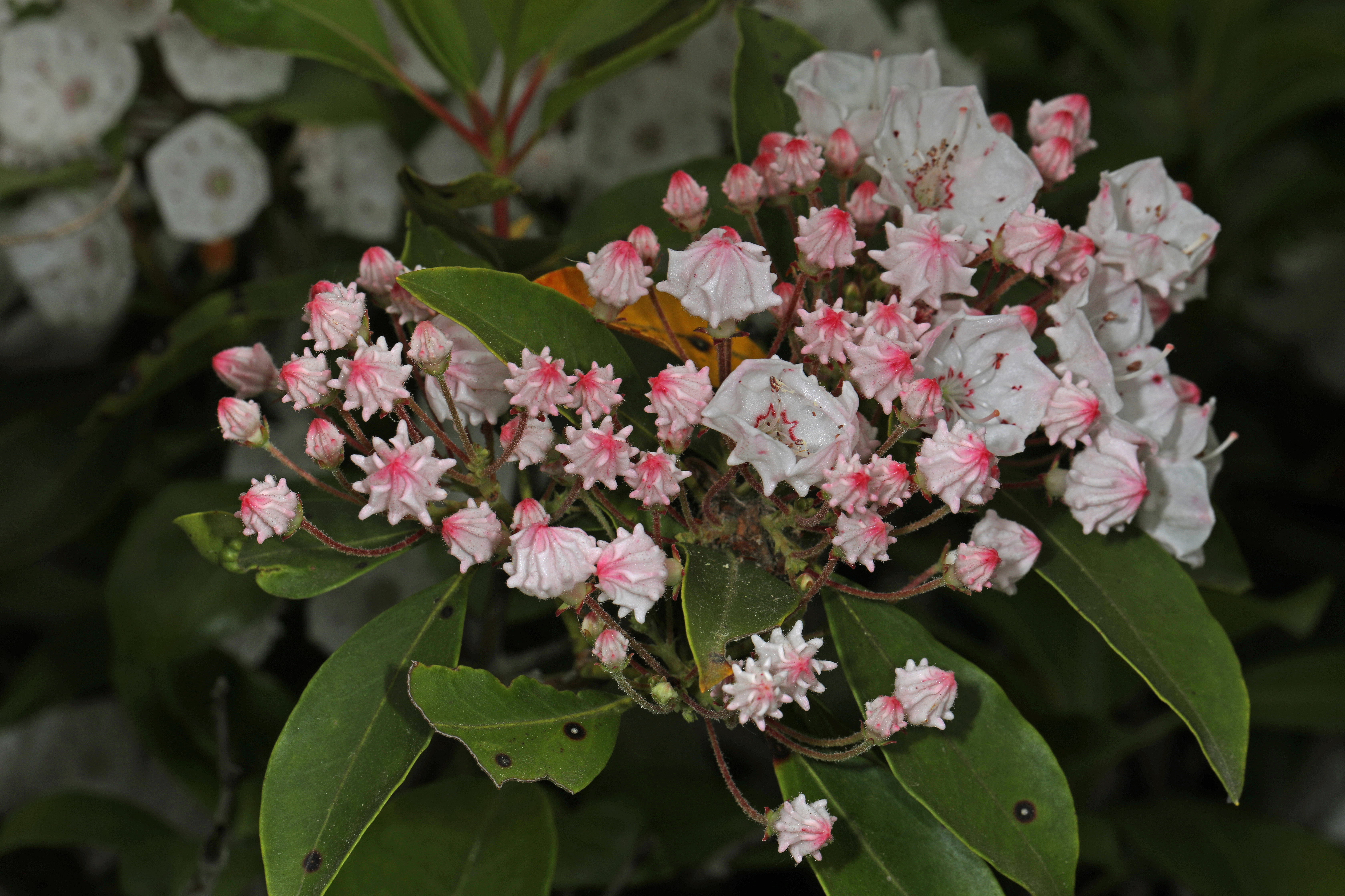 Mountain Laurel - Kalmia latifolia, Mason Neck State Park, Mason Neck, Virginia