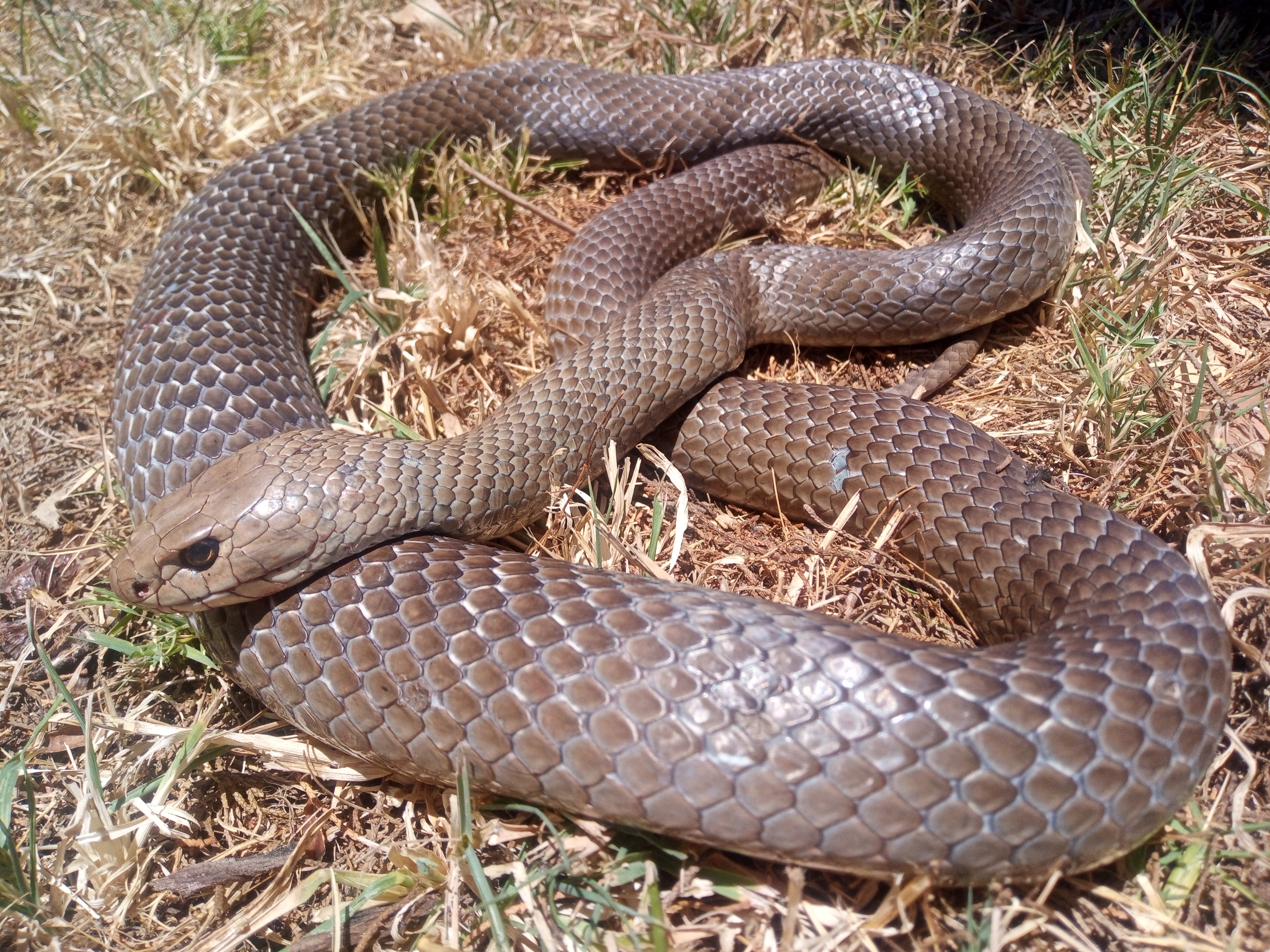 Pseudonaja textilis - Werrington Sydney