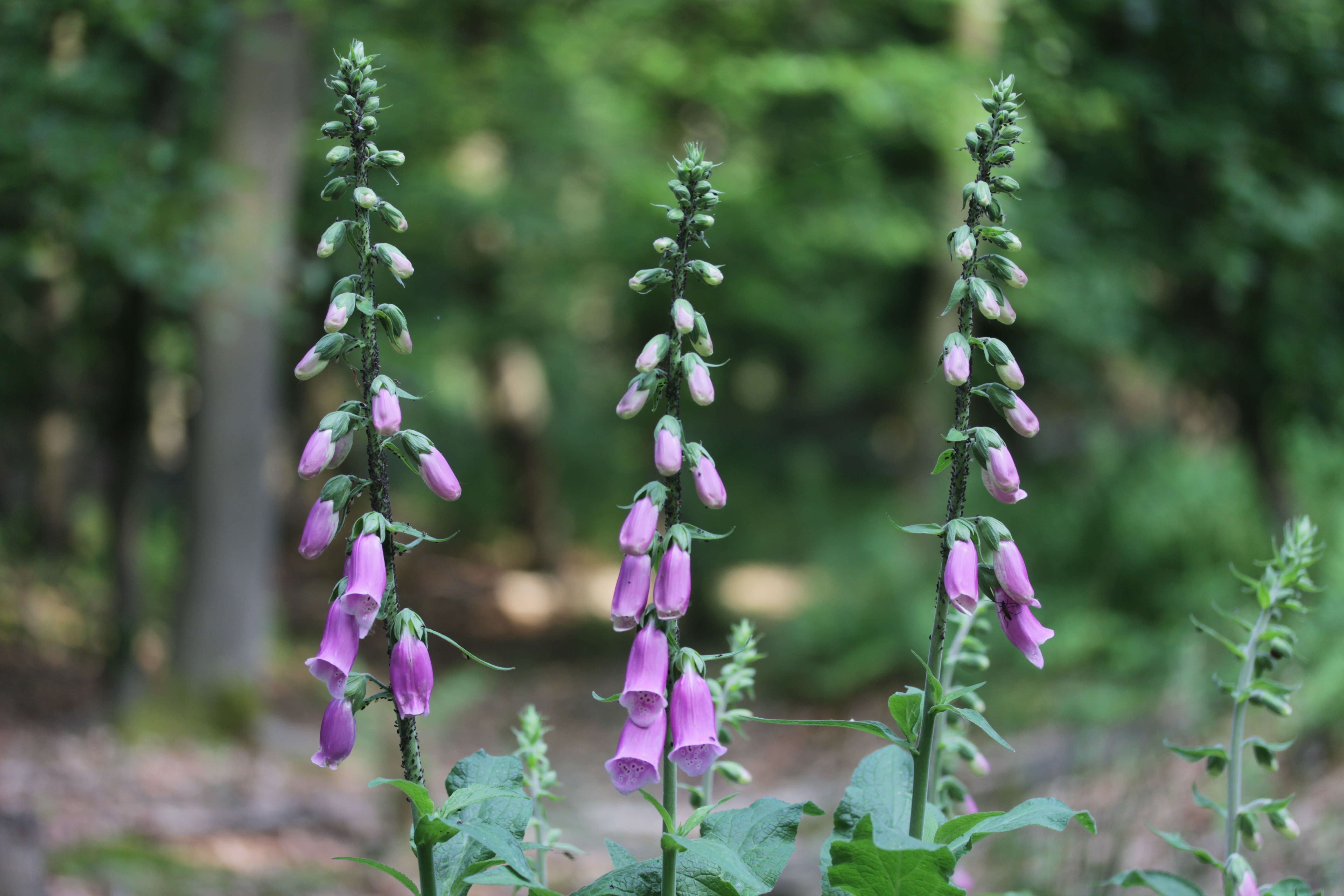 Foxglove - Digitalis purpurea