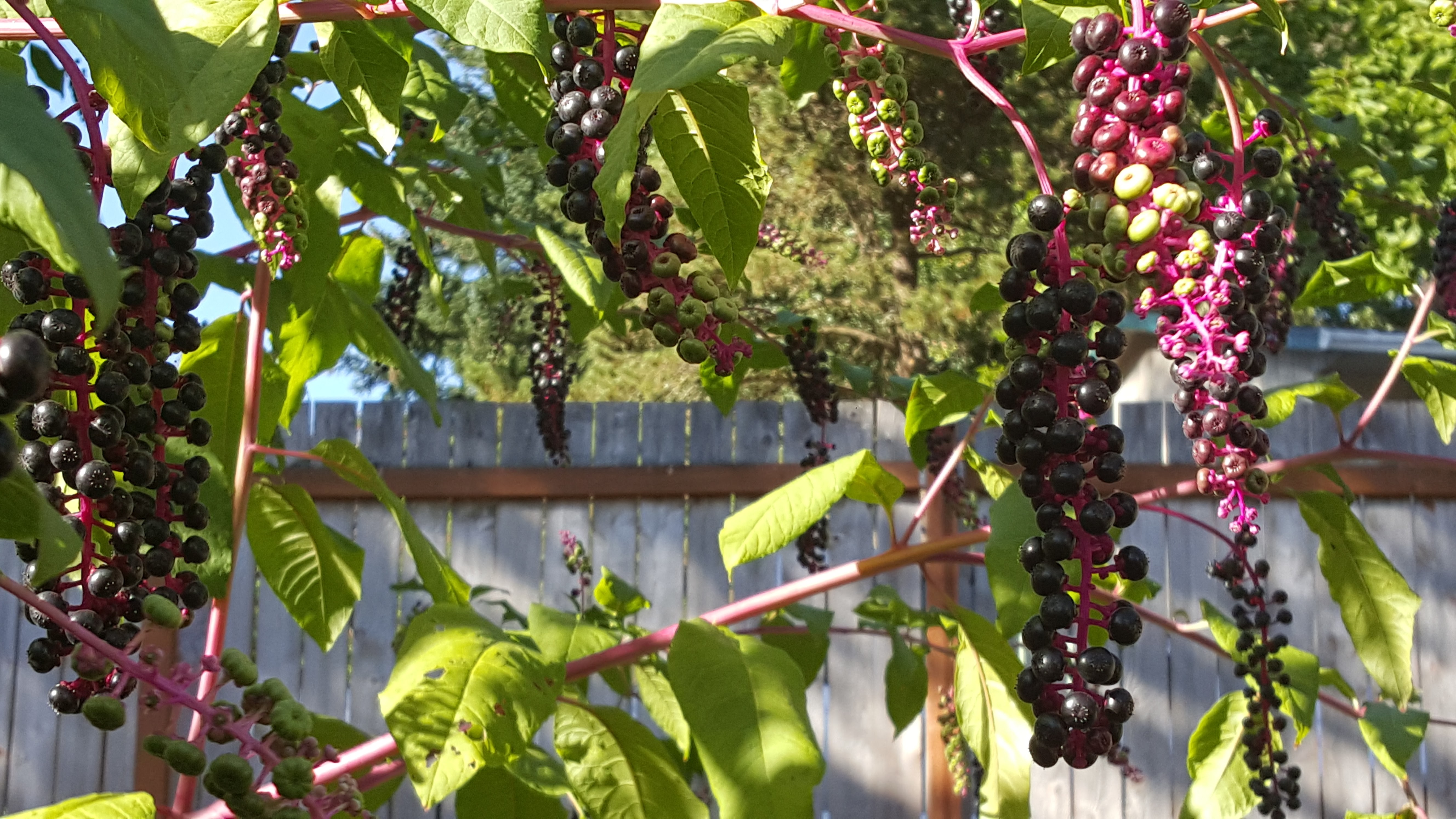 Phytolacca americana clusters