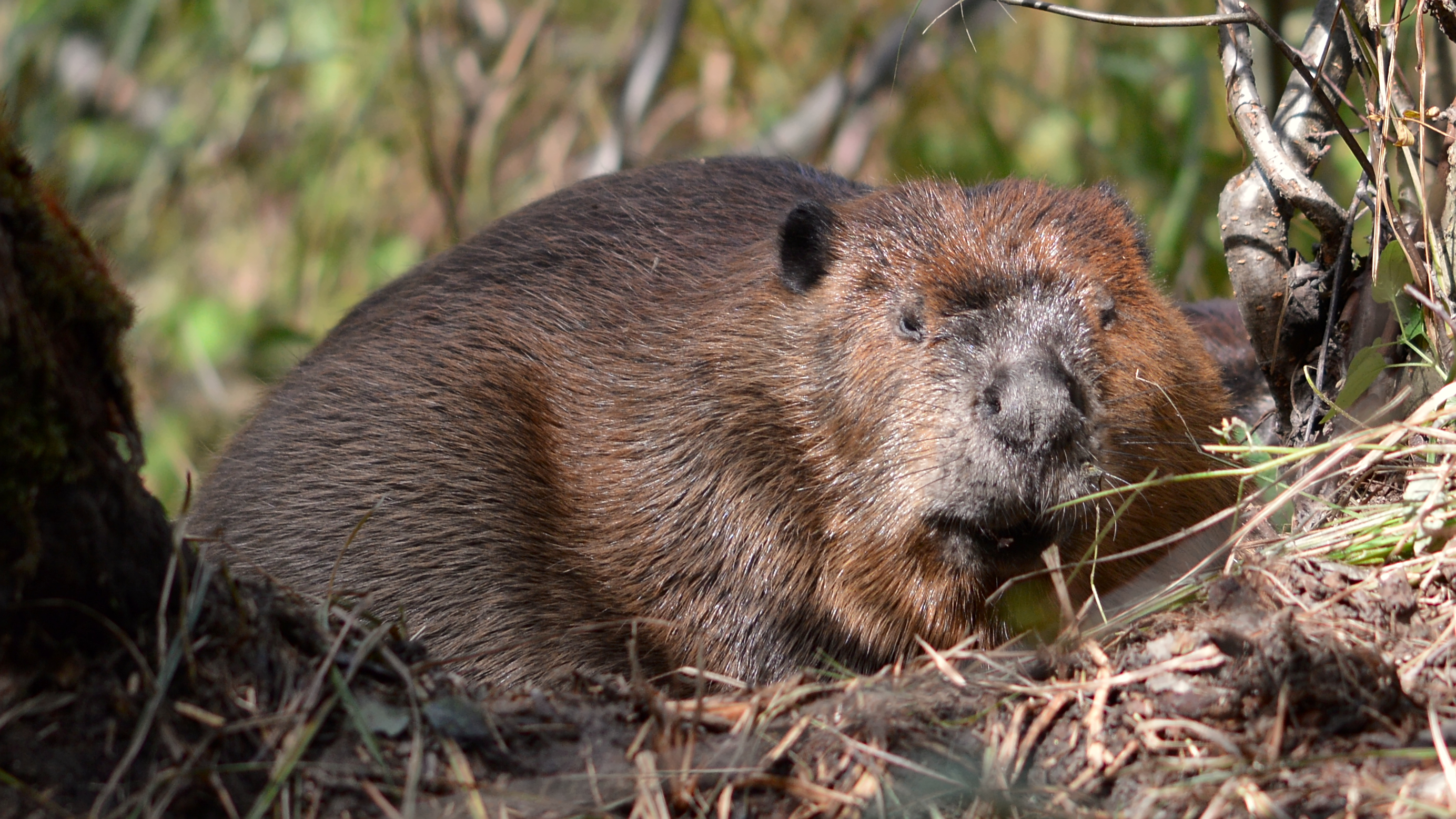 North American Beaver (Castor canadensis) 