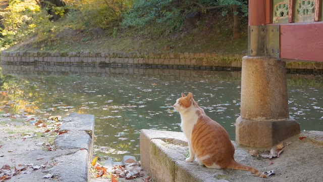 cat standing on a stone edge