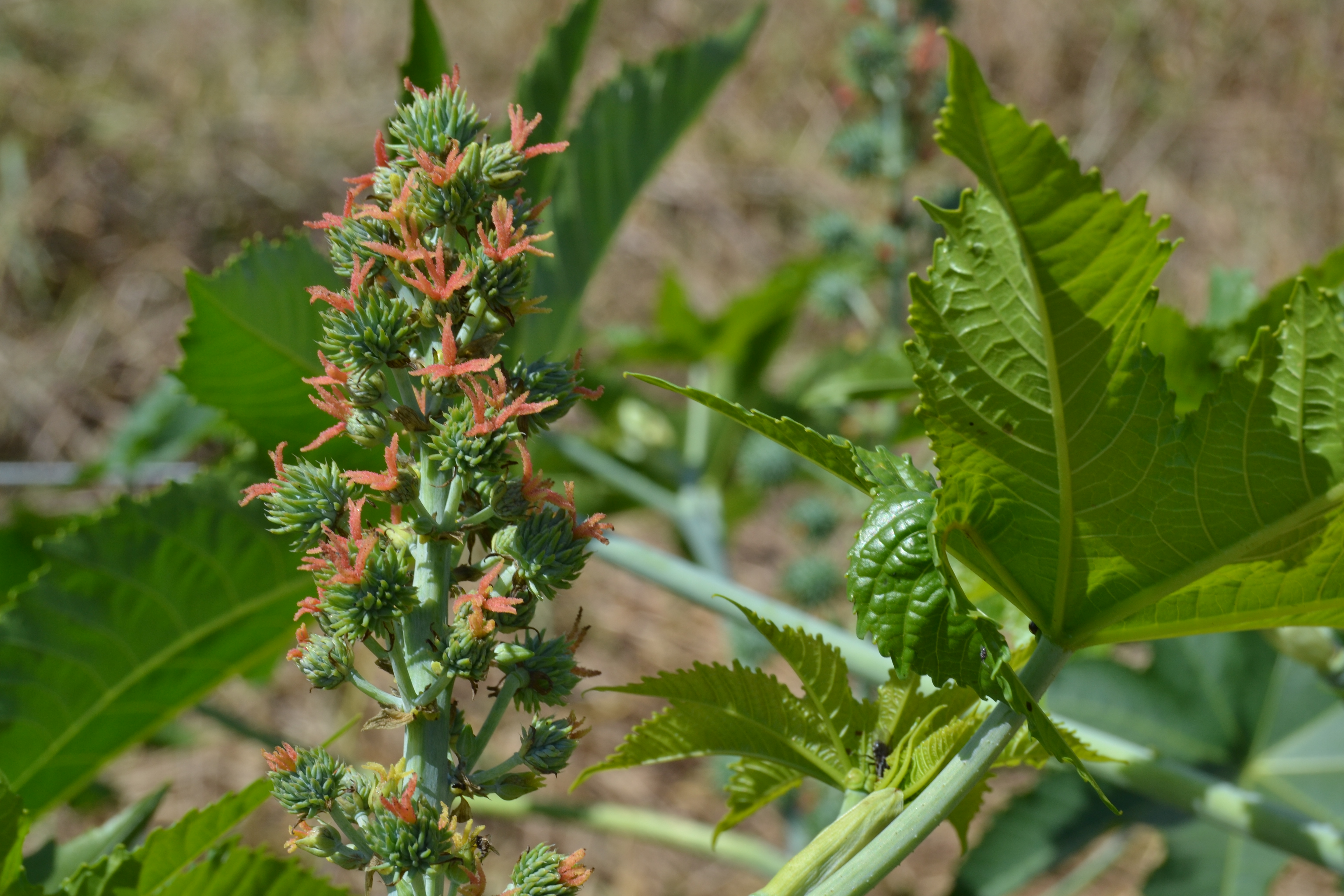 Partes da Planta de Mamona (Ricinus communis L.)