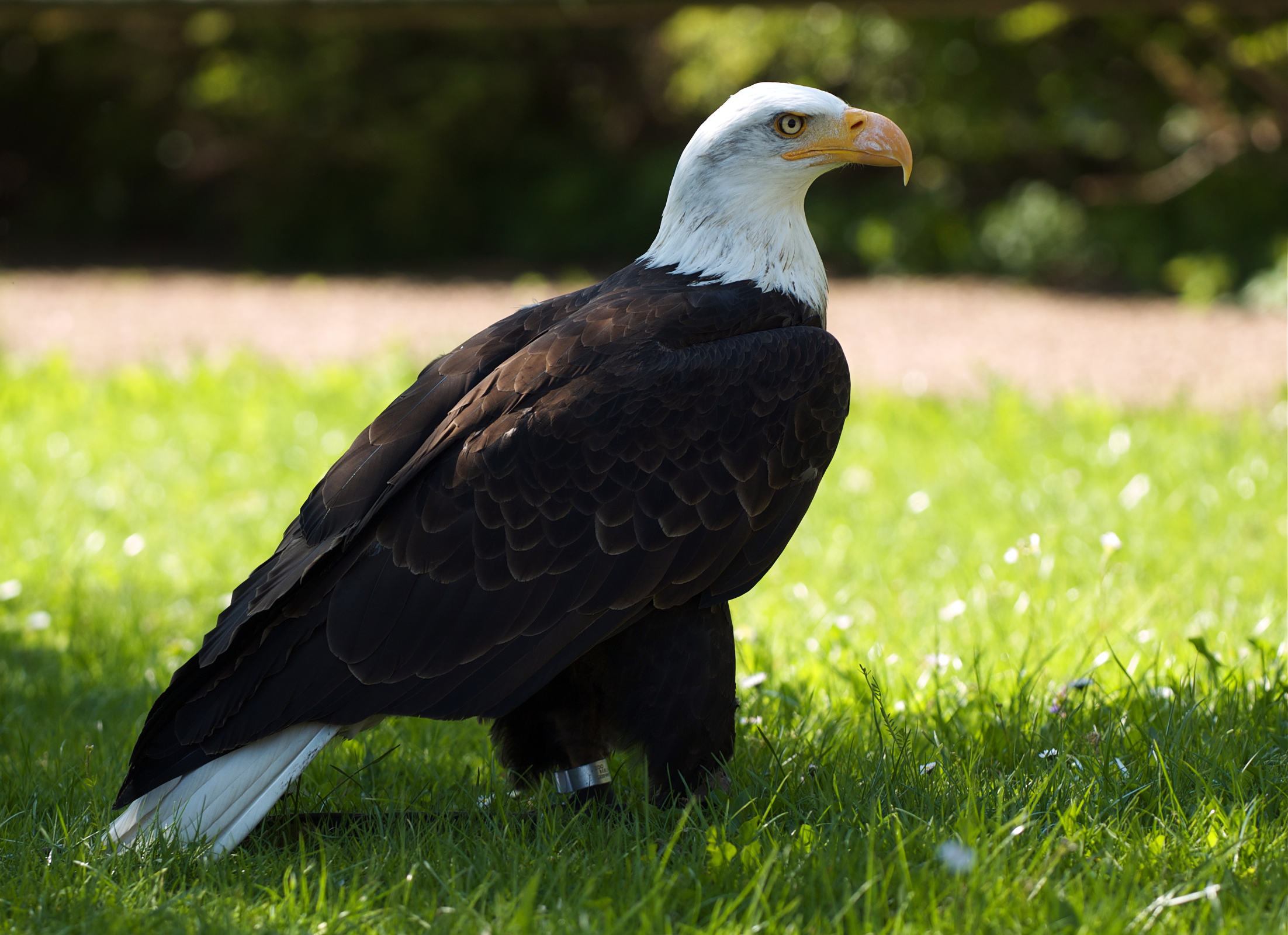 Bald eagle (Haliaeetus leucocephalus)