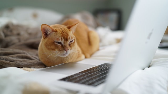 a cat staring at a laptop screen