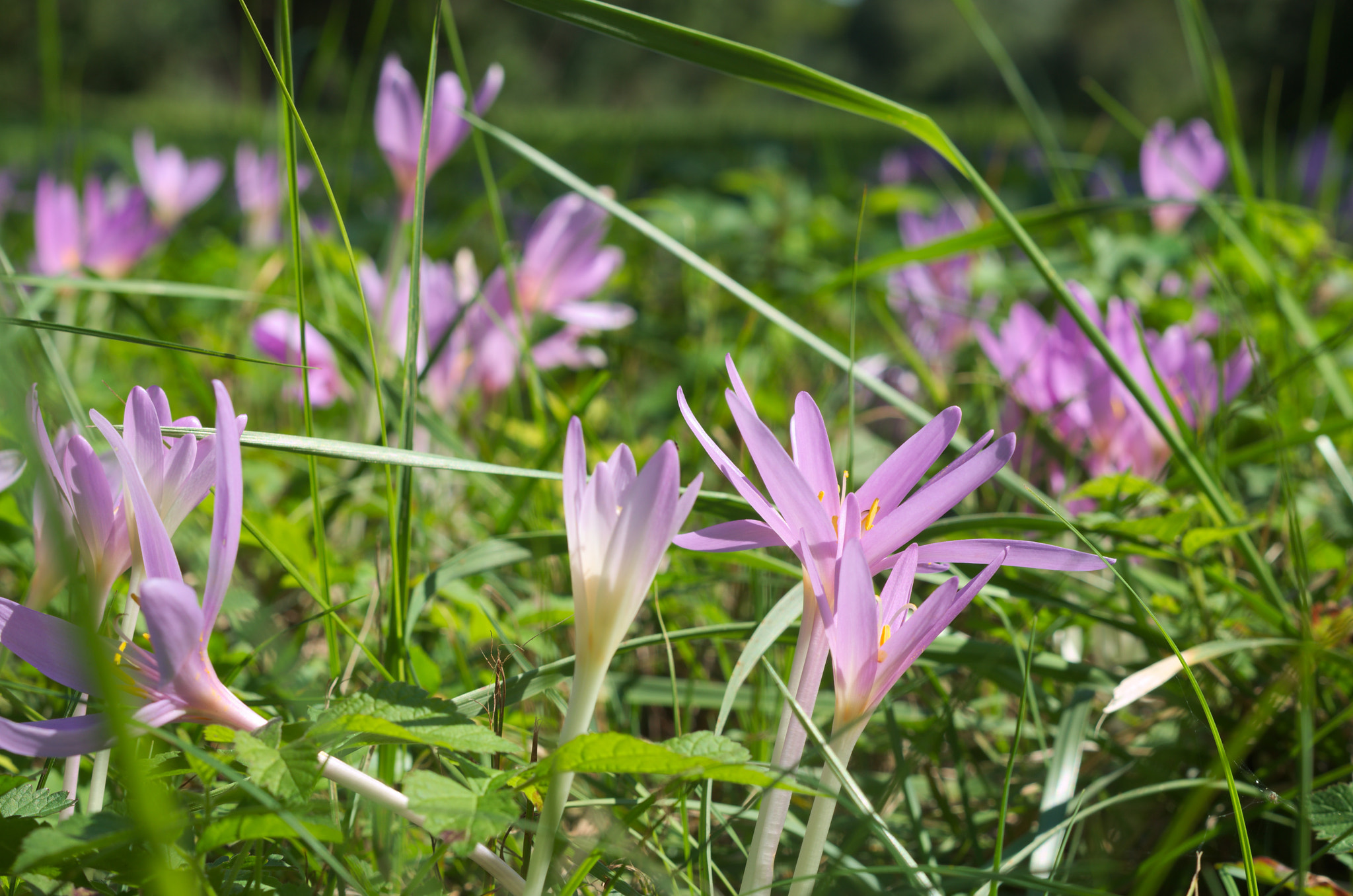 Autumn Crocus Colchicum Autumnale