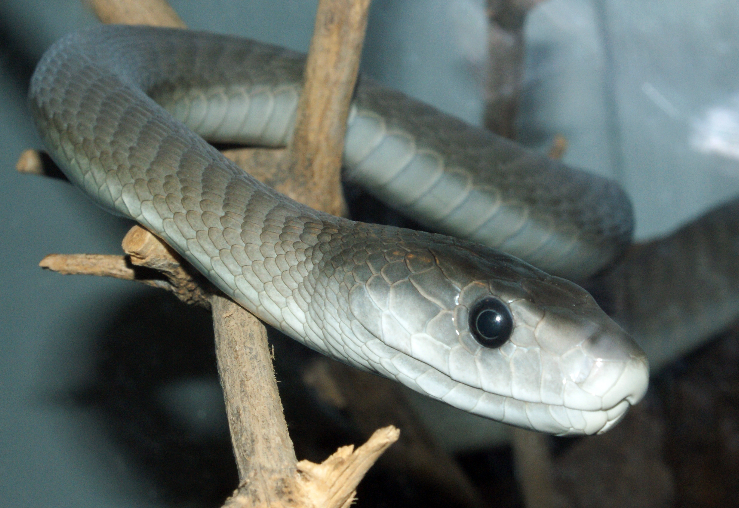 The 10 Deadliest Snakes in the World Image