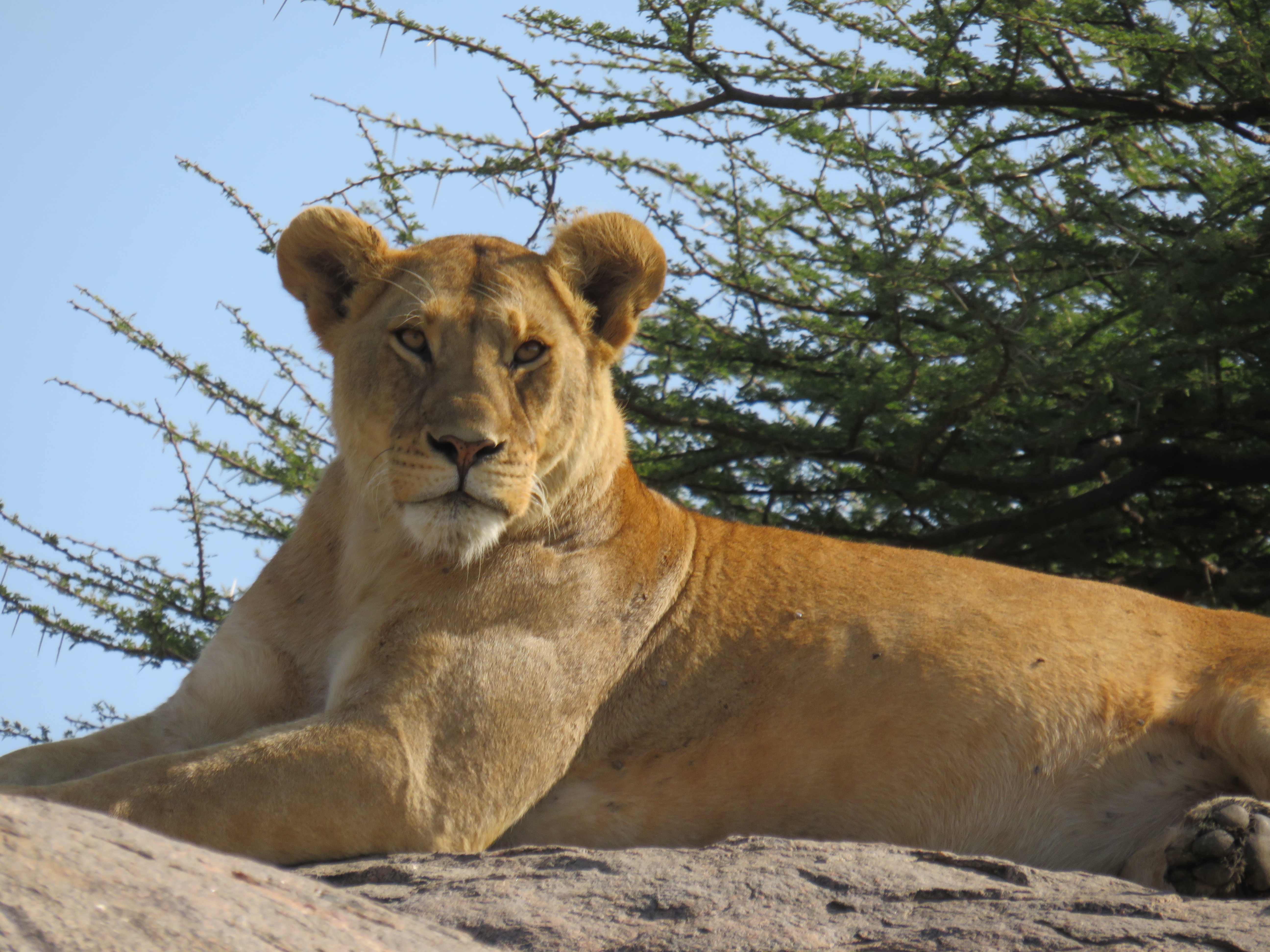 5 Days Serengeti & Ngorongoro