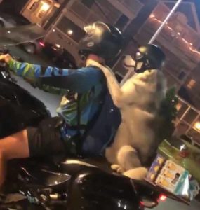 dog-bike-ride-2