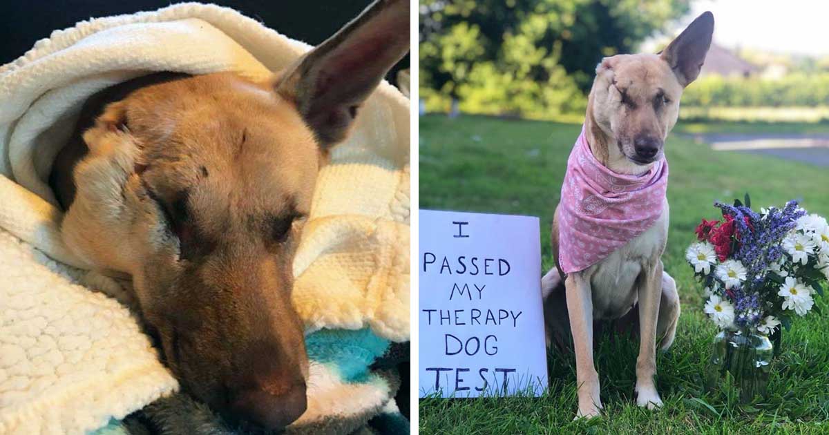 Sneaky Dog Smiles After Stealing Grandma's Dentures | FaithPot