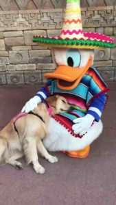 Donald-Duck-HelperDogNala-cuddle