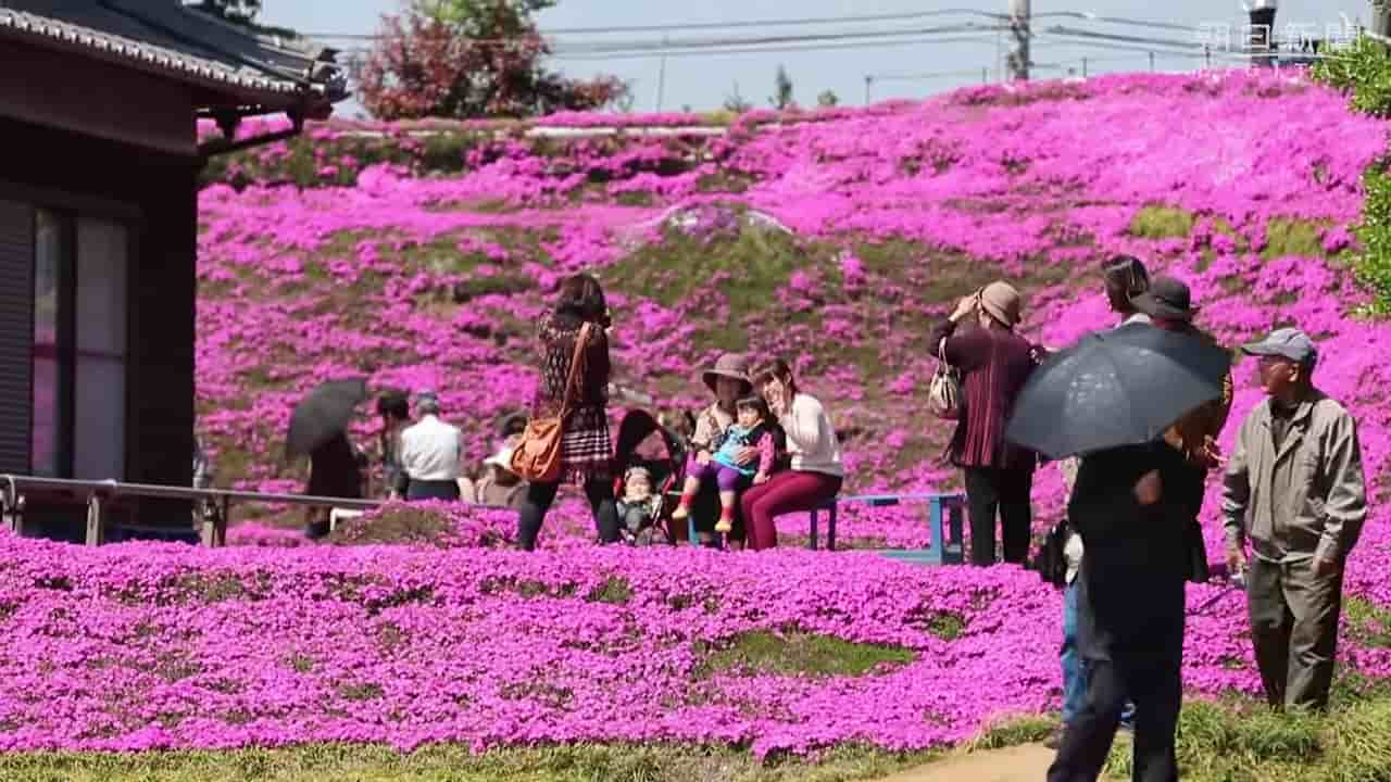 Japanese-husband-makes-garden-for-blind-wife