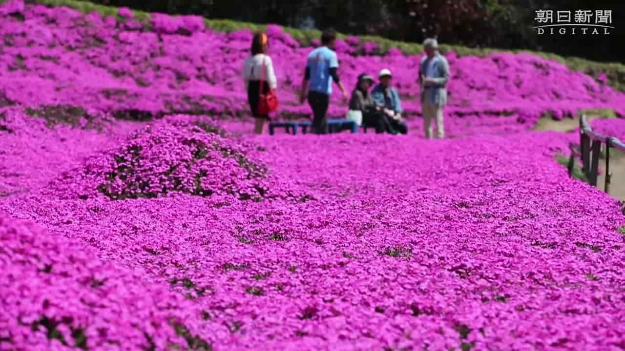 Japanese-husband-makes-garden-for-blind-wife-4