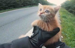 biker-saves-kitten