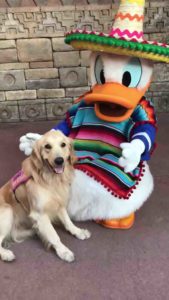 donald-duck-dog-cuddle-2