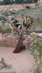 cyclists-rescues-deer