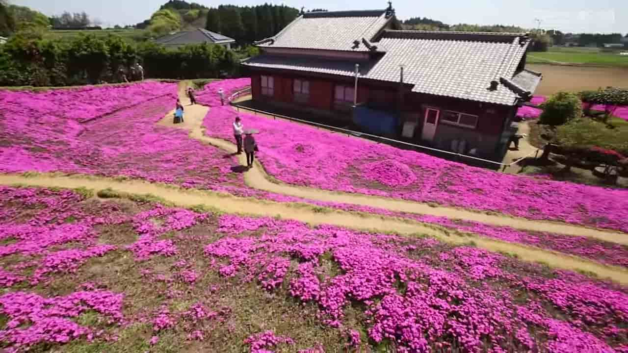 Japanese-husband-makes-garden-for-blind-wife-2