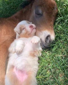 horse-puppy-snuggle-7