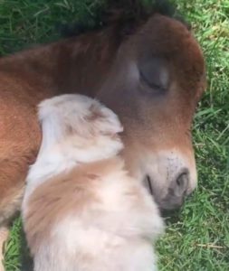 Adorable Puppy And Baby Horse Take Nap Together Faithpot