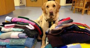 elderly-woman-knits-clothes-for-shelter-dogs