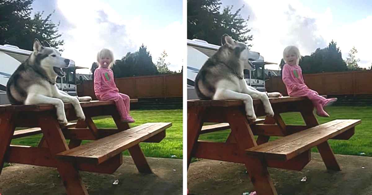 husky-toddler-play