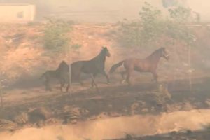 horse-saves-family-wildfire-2