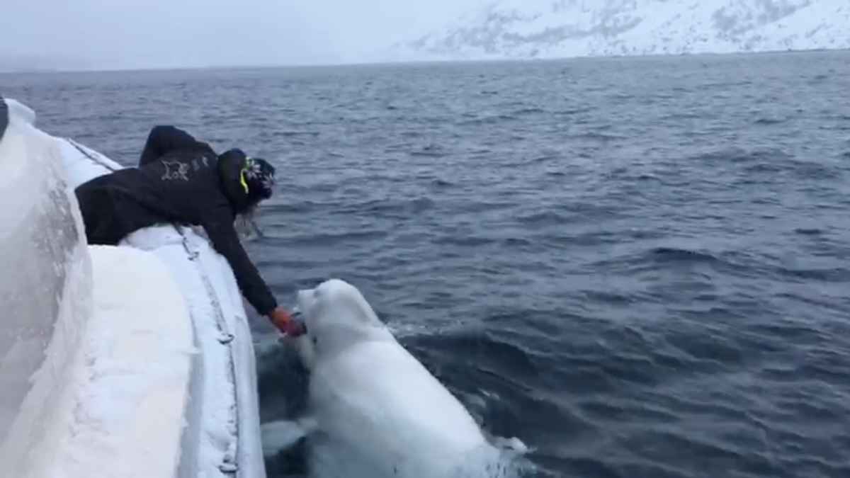 whales-play-fetch-3