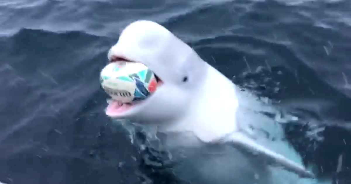 whale-plays-fetch