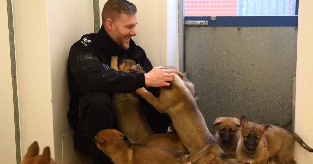 manchester-police-puppies