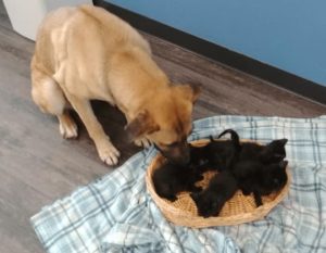 dog-care-abandoned-kittens-3