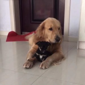 dog-meets-puppy-3