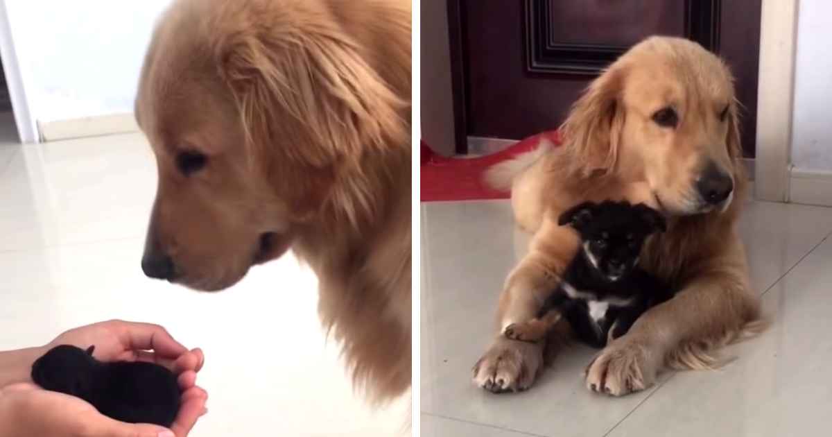 dog-meets-puppy
