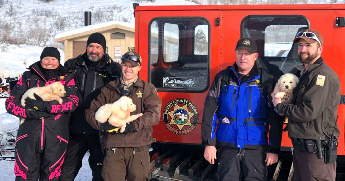 utah-couple-rescue-puppies